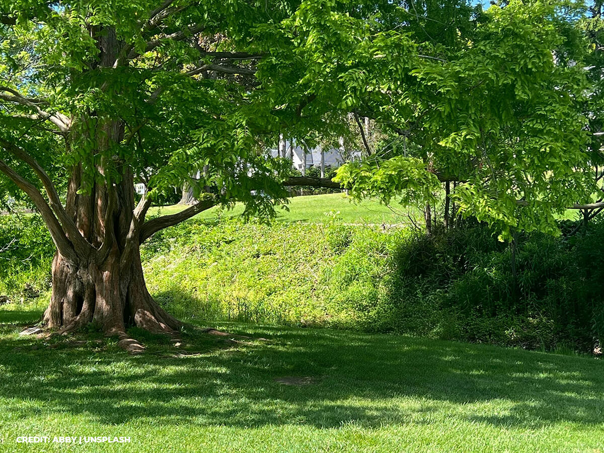 Lower Bills, Cooler Days: Invest in Shade Trees for Your Property