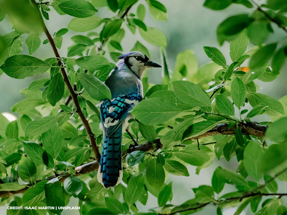 Providing Habitat and Supporting Biodiversity