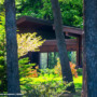 The Cooling Power of Nature: Unveiling the Benefits of Shade Trees