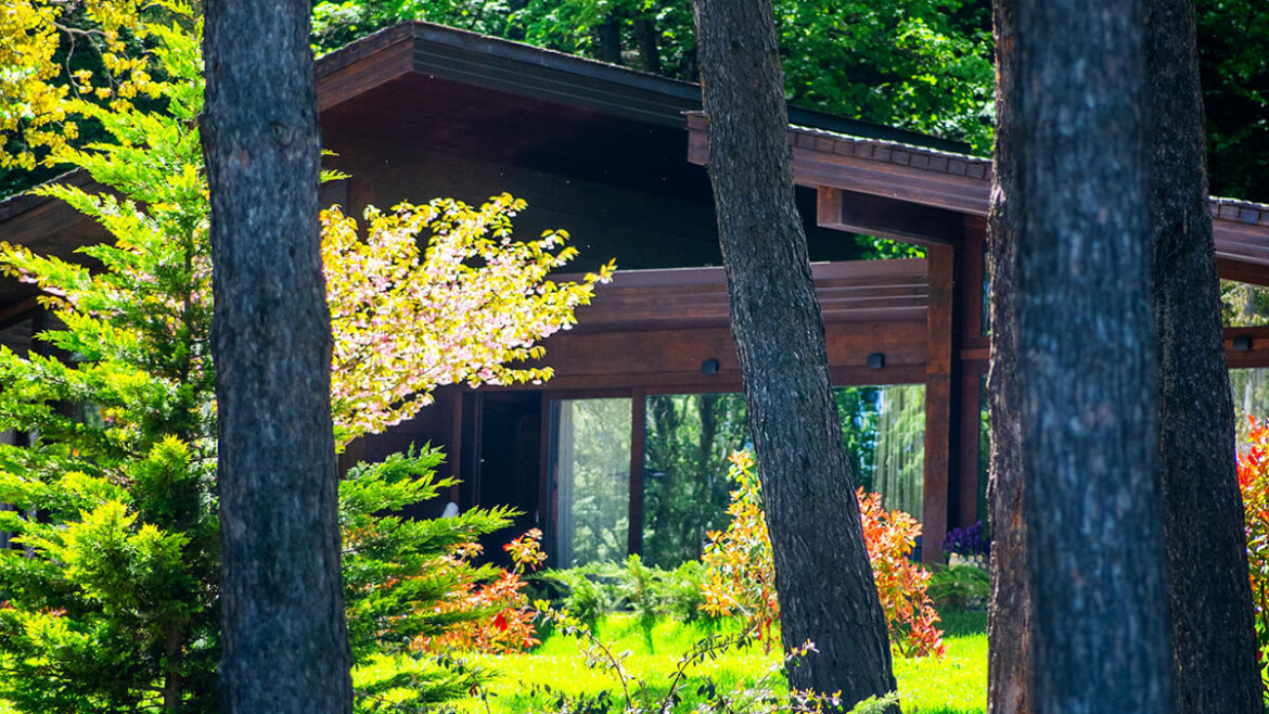 The Gift of Seclusion: Why Privacy Trees Offer Enduring Value and Enjoyment