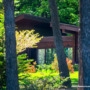 The Gift of Seclusion: Why Privacy Trees Offer Enduring Value and Enjoyment