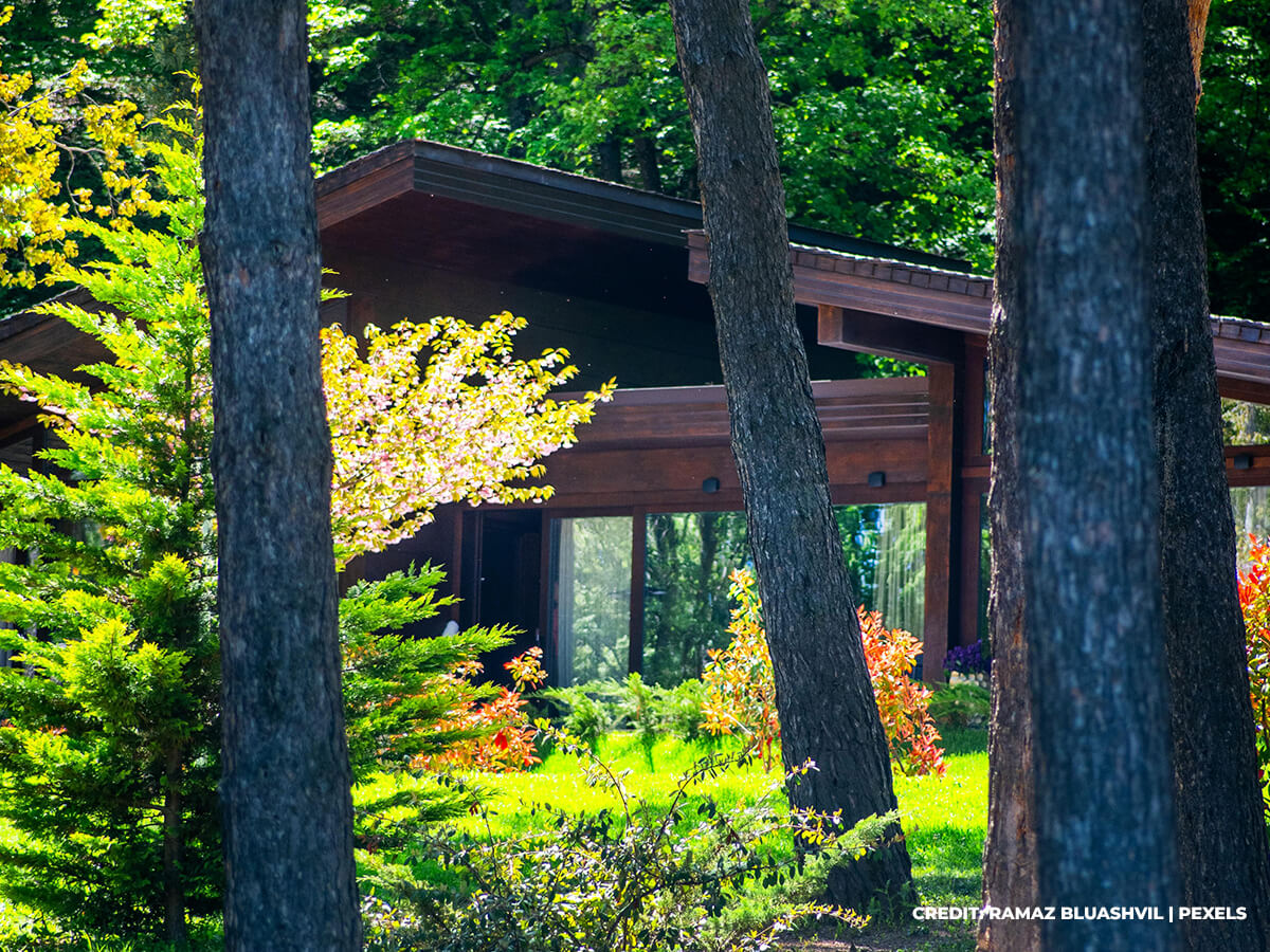 The Gift of Seclusion: Why Privacy Trees Offer Enduring Value and Enjoyment