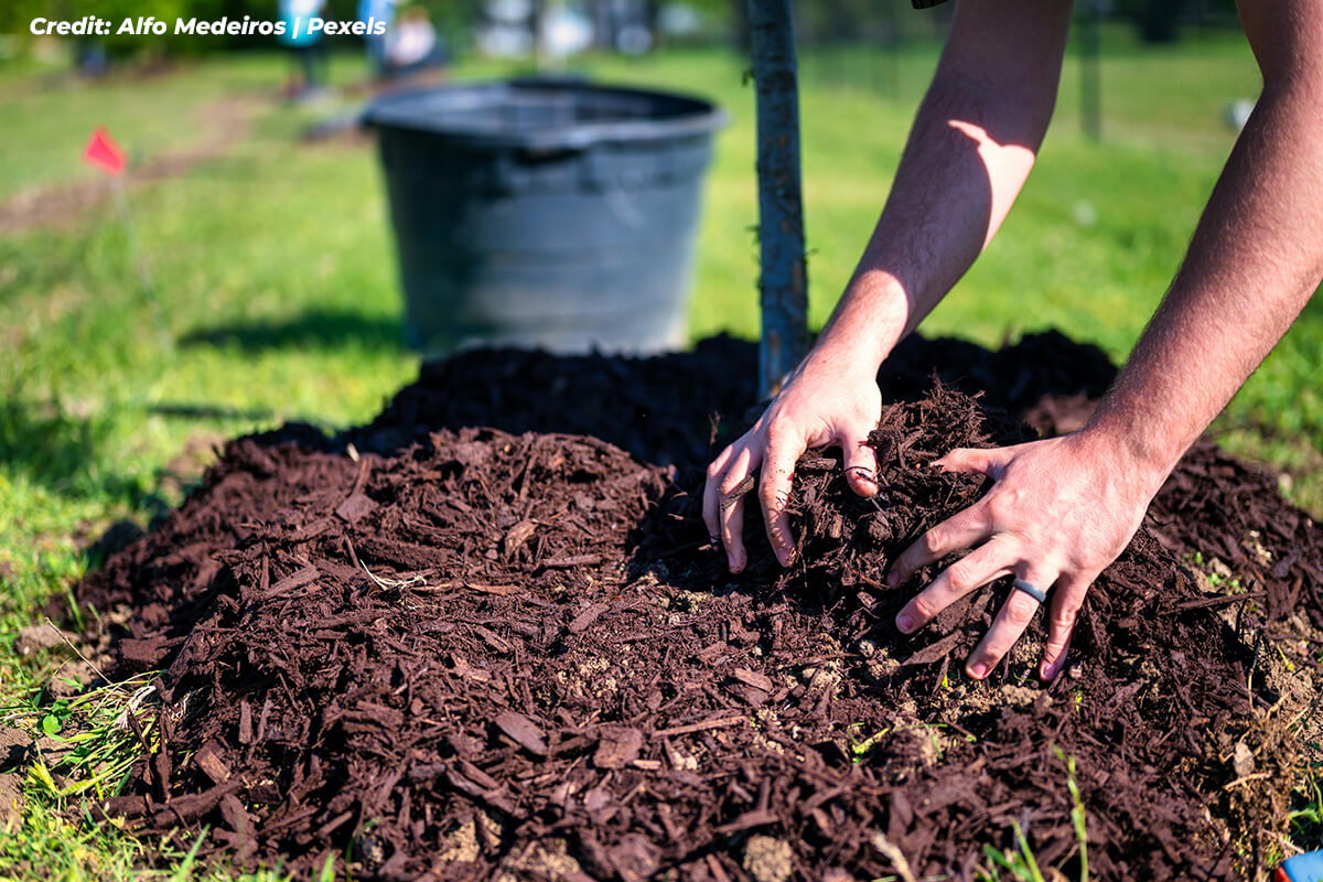 Apply a Protective Layer of Mulch
