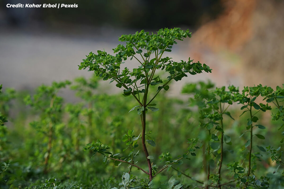 Contributing to the Local Ecosystem