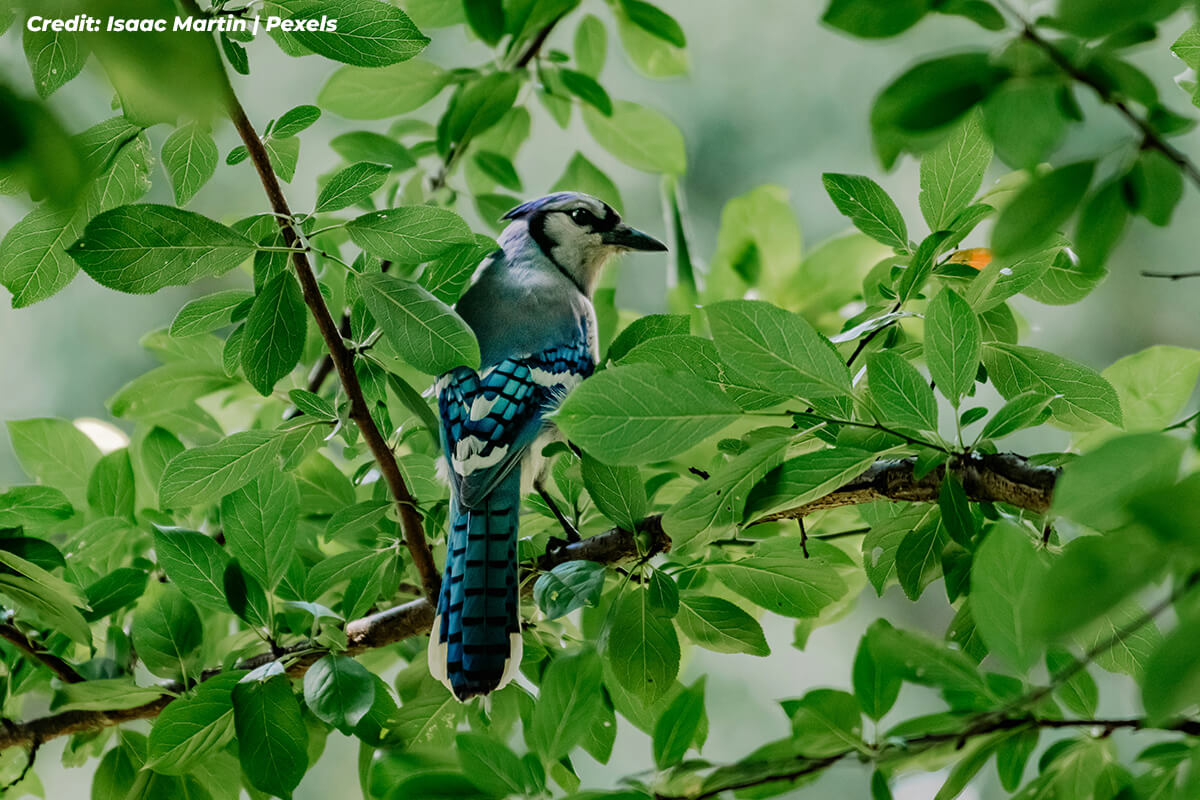 Creation of Vital Habitat for Local Wildlife