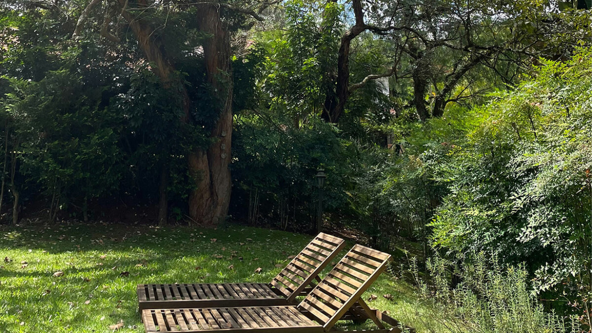 Escape the Summer Sizzle: Create a Shaded Oasis with Trees