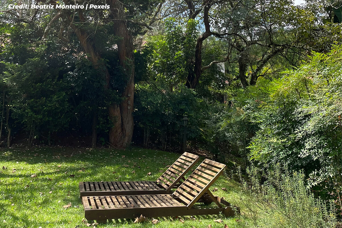 Escape the Summer Sizzle: Create a Shaded Oasis with Trees