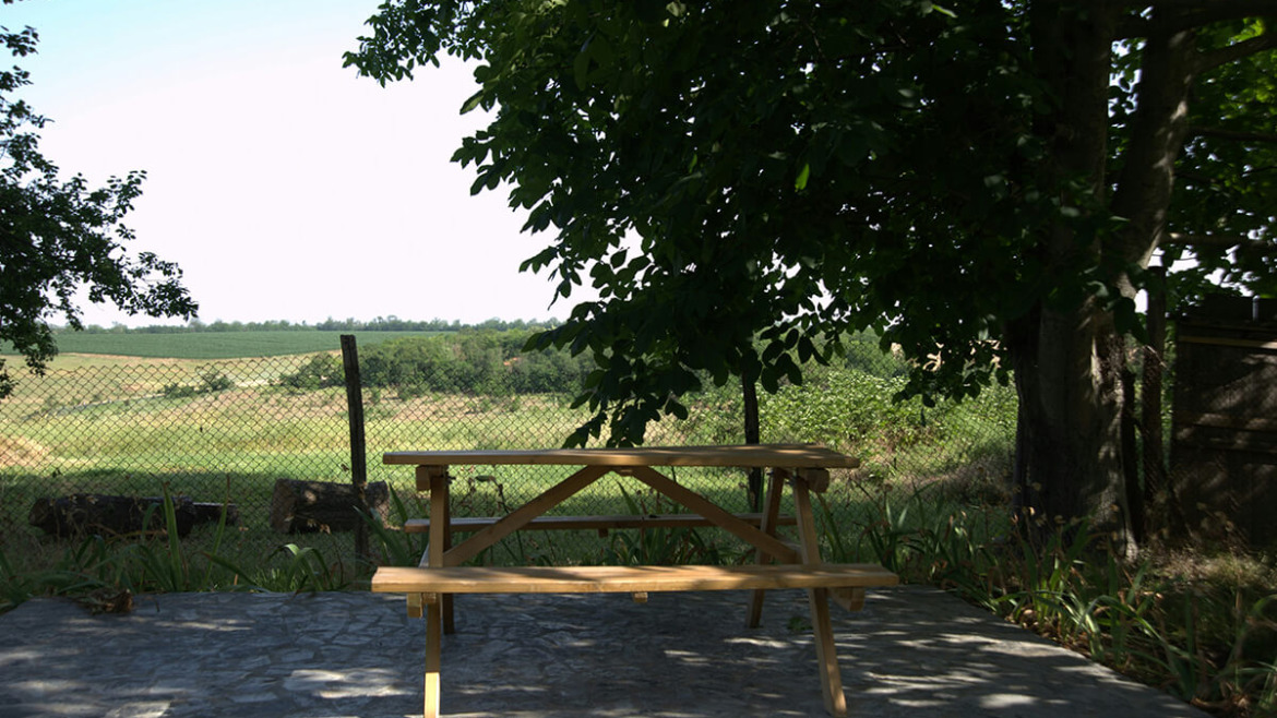 Shade Trees: A Sustainable Investment in Your Property and Well-being