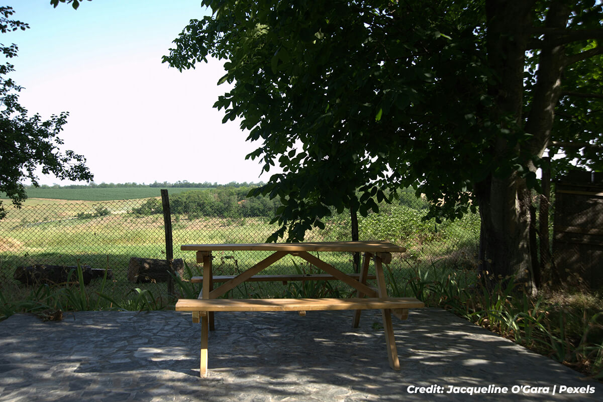 Shade Trees: A Sustainable Investment in Your Property and Well-being