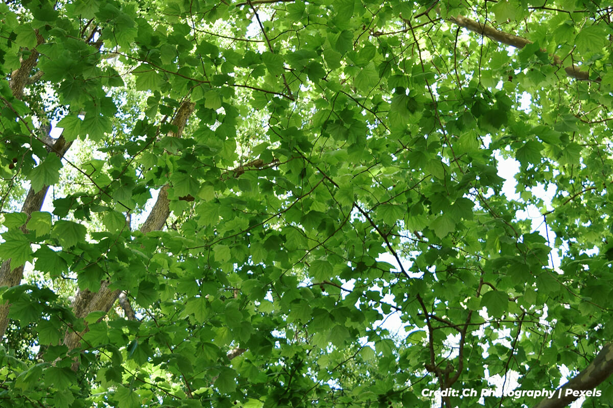 Significant Cooling and Energy Savings