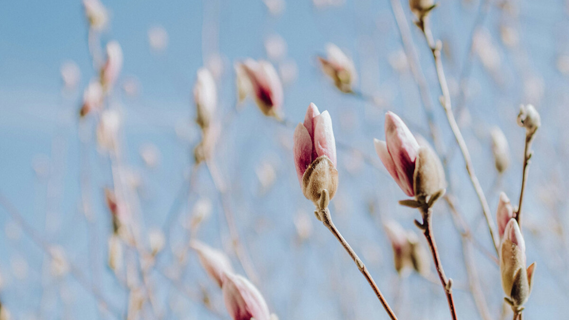 Spring Care for a Vibrant Summer: Essential Tips for Residential Trees