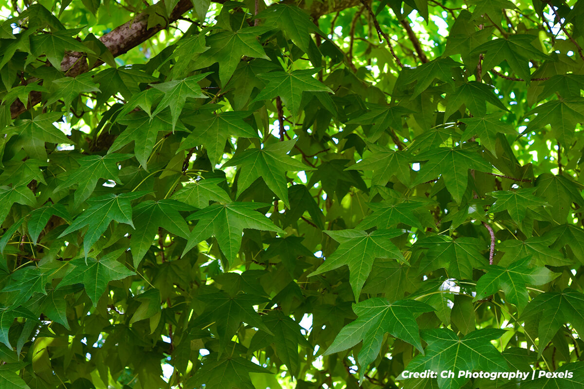 Understanding the Science of Shade