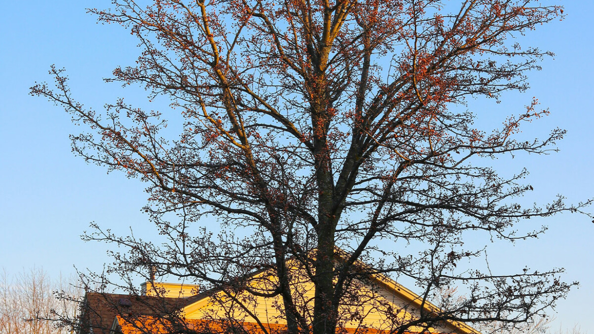 Beat the Bugs: Protecting Your Trees from Summer Pests