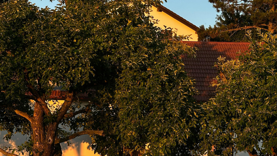 Drought Defense: Keeping Your Trees Hydrated in the Hottest Months