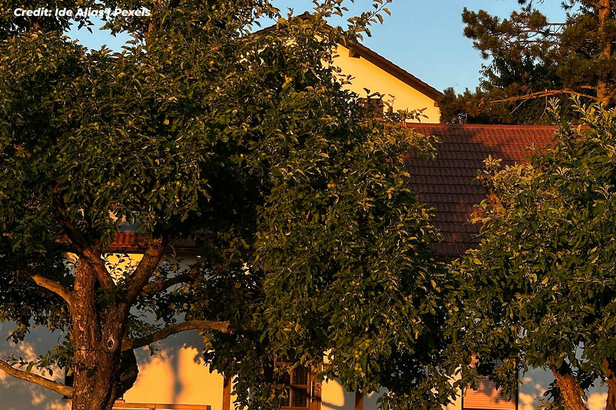 Drought Defense: Keeping Your Trees Hydrated in the Hottest Months