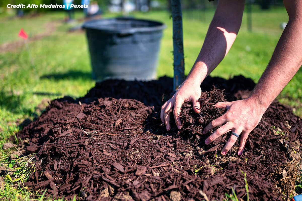 Inspect for Early Pest and Disease Presence
