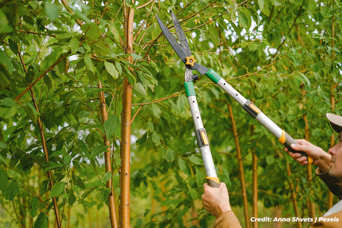 Spring Tree TLC: Your Essential Care Checklist for a Healthy Season