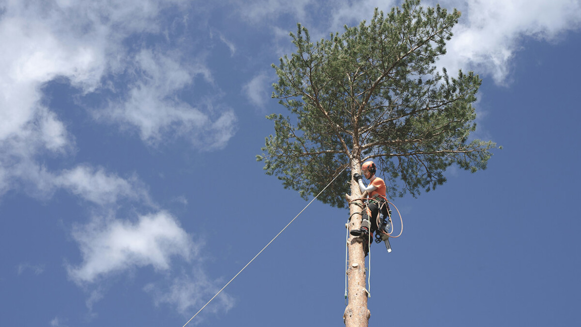 Storm Season Savvy: Preparing Your Trees for Heavy Rains