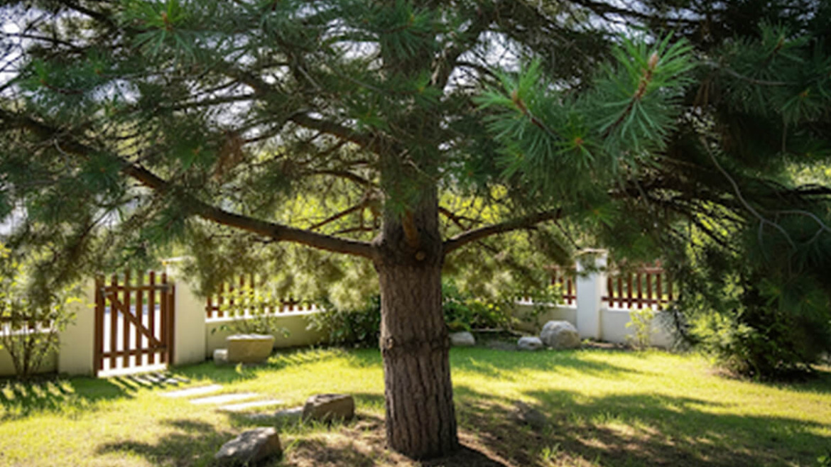 Creative Ways to Use Evergreen Trees in Small Garden Spaces