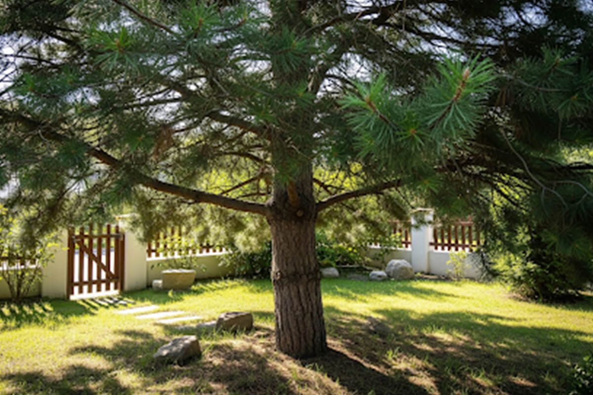 Creative Ways to Use Evergreen Trees in Small Garden Spaces