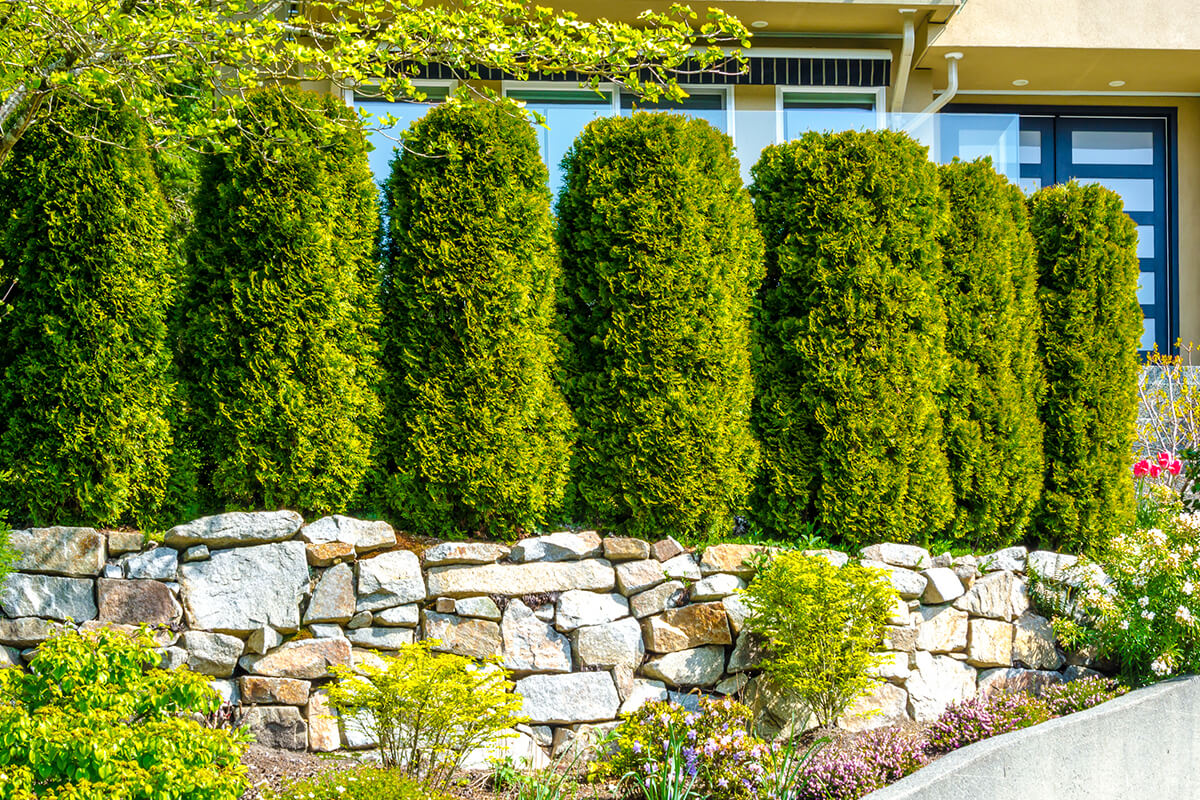 Living Fences and Privacy Screens