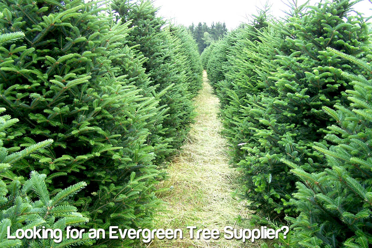 Plant a Legacy of Green