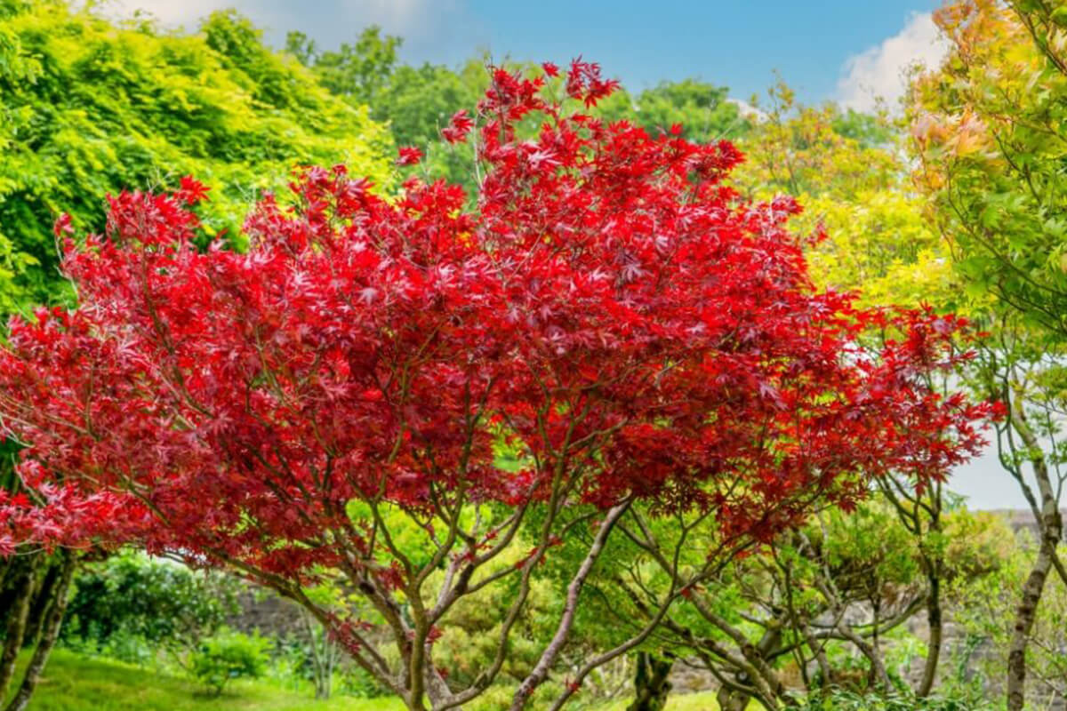 Seasonal Spectacle and Visual Interest