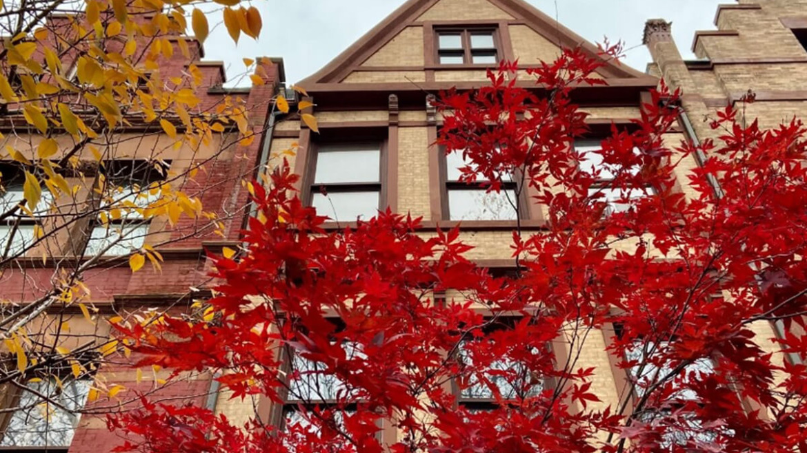 The Benefits of Maple Trees in Urban Gardens