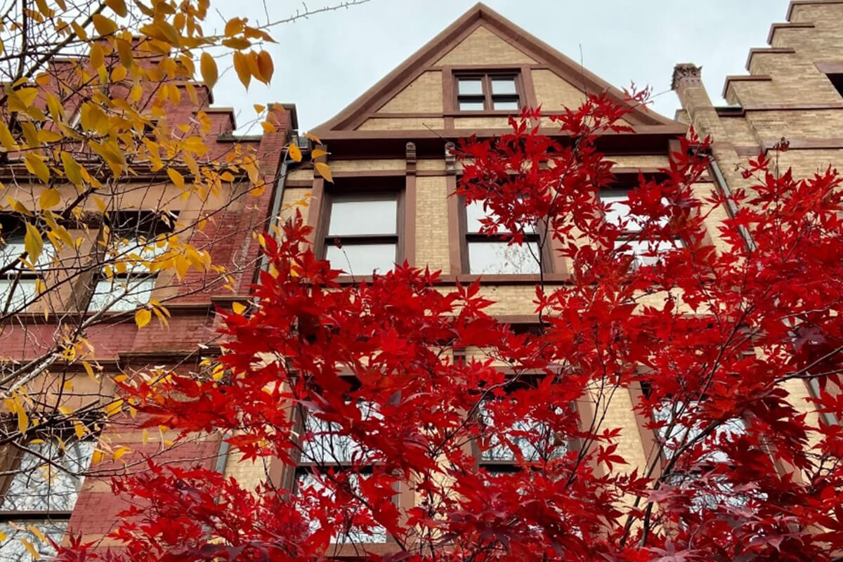 The Benefits of Maple Trees in Urban Gardens