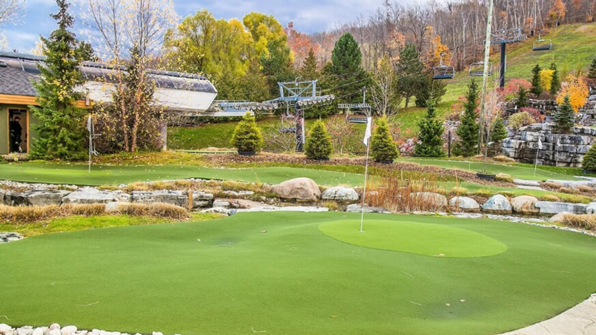 Top 5 Low-Maintenance Evergreen Trees for Beginners