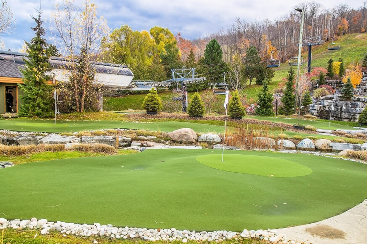 Top 5 Low-Maintenance Evergreen Trees for Beginners