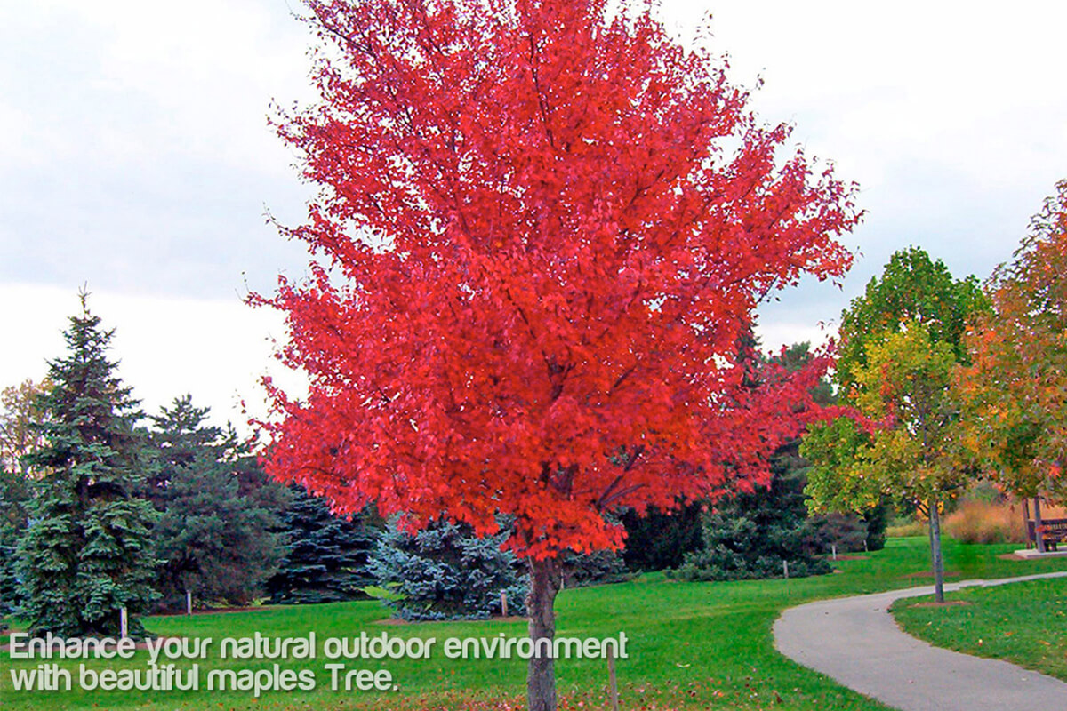 Your Dream Urban Garden Starts Here