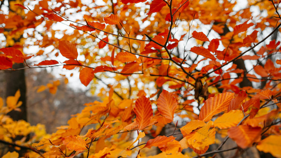 6 Common Autumn Mistakes That Hurt Your Trees in Winter