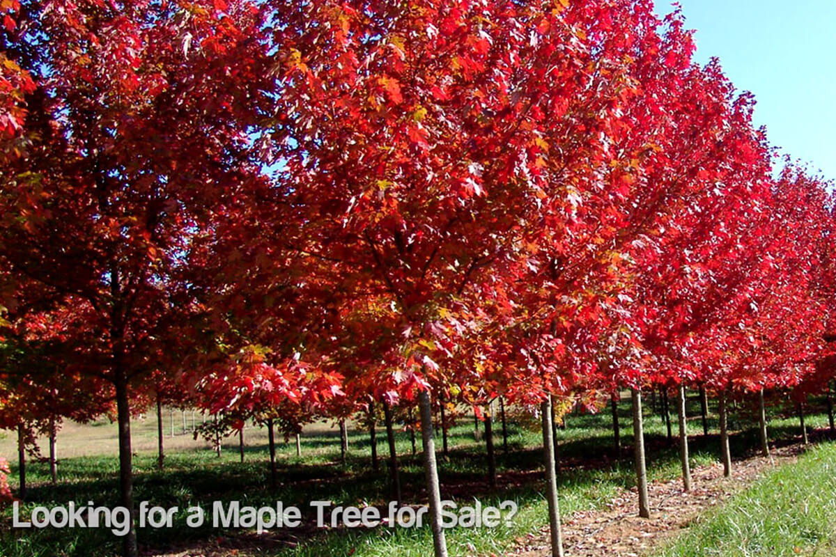 Cultivate a Landmark for Your Home