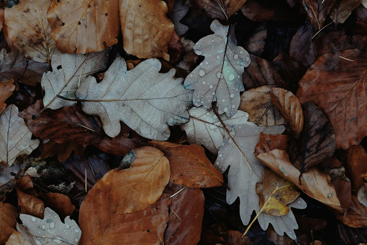 Leaving a Thick Mat of Leaves