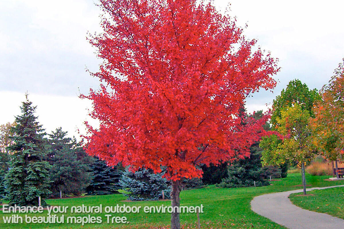 Preparing Your Chosen Location for Planting Success