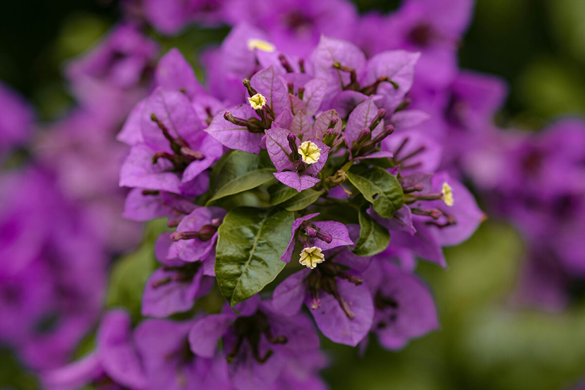 Spring Planting Success: A Guide to Getting Your Trees Off to a Great Start