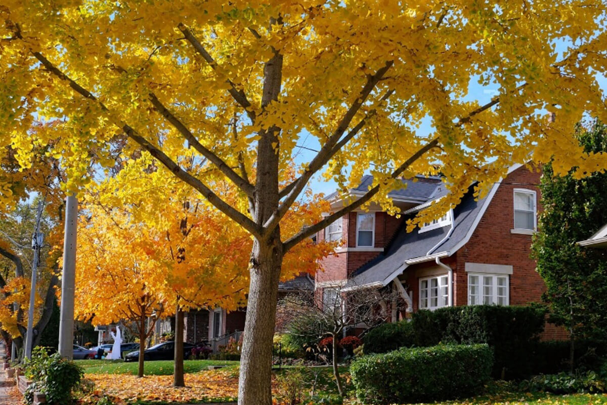 Strategic Placement for Small-Space Maple Trees
