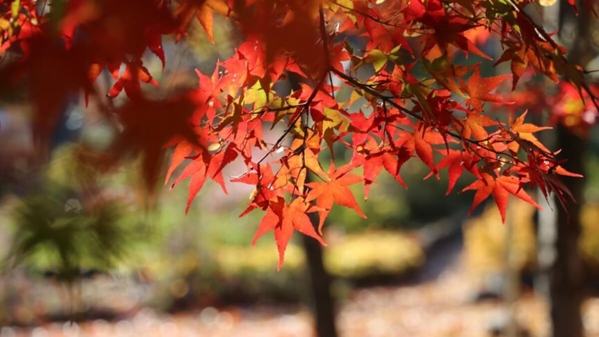 Top Tips to Keep Your Maple Tree Healthy and Strong
