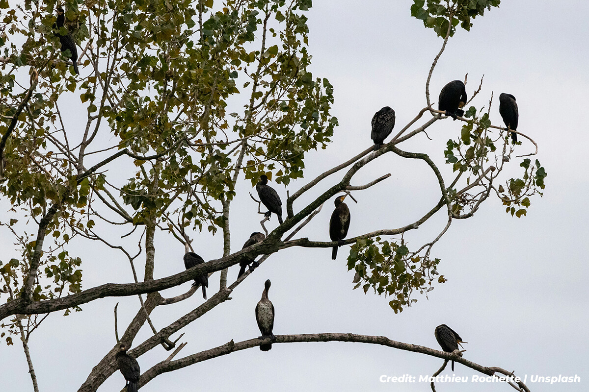 Biodiversity and Wildlife Habitat