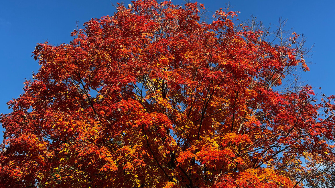 Don’t Forget Your Roots: Essential Fall Care for Tree Longevity