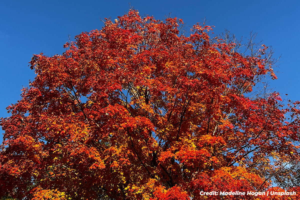 Don’t Forget Your Roots: Essential Fall Care for Tree Longevity