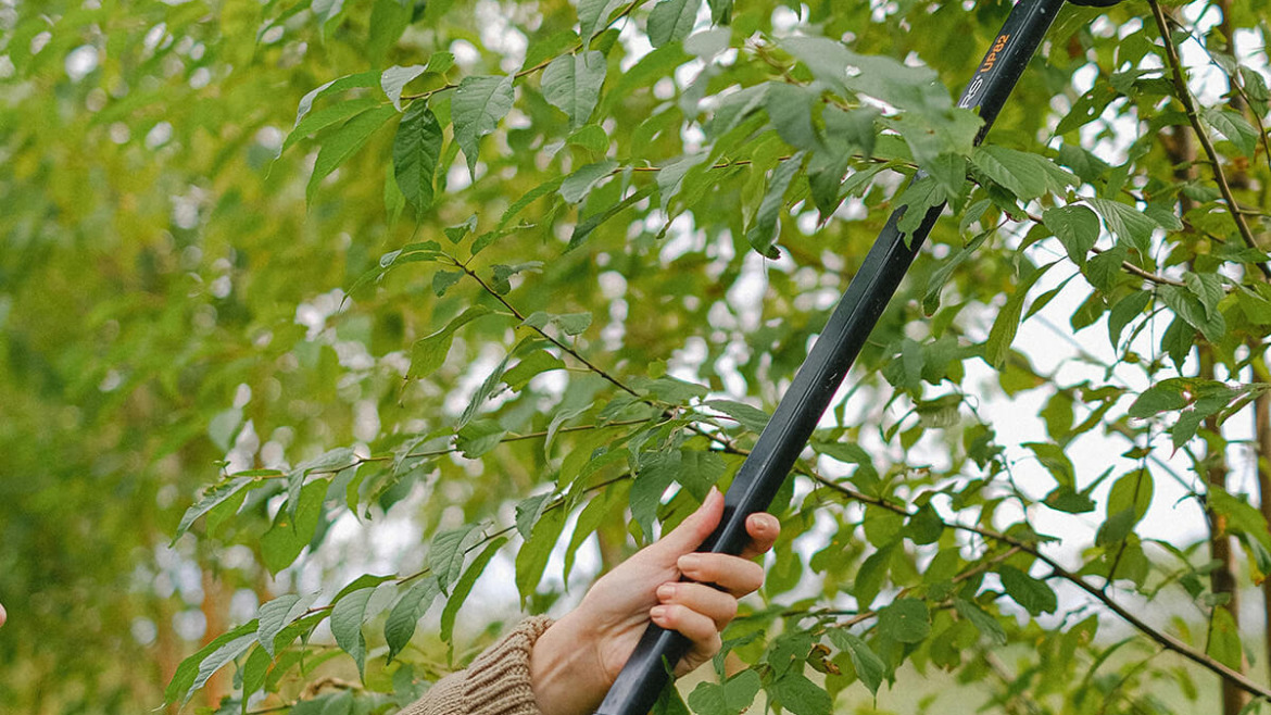 8 Mistakes That Cost You: Avoiding the Most Expensive Tree Care Errors