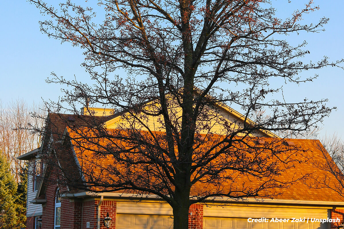 The Deciduous Defenders