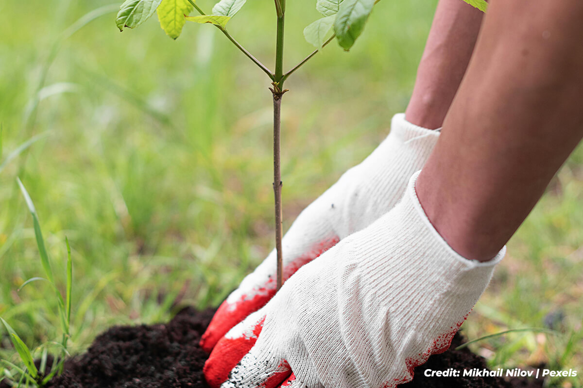 The Planting Process