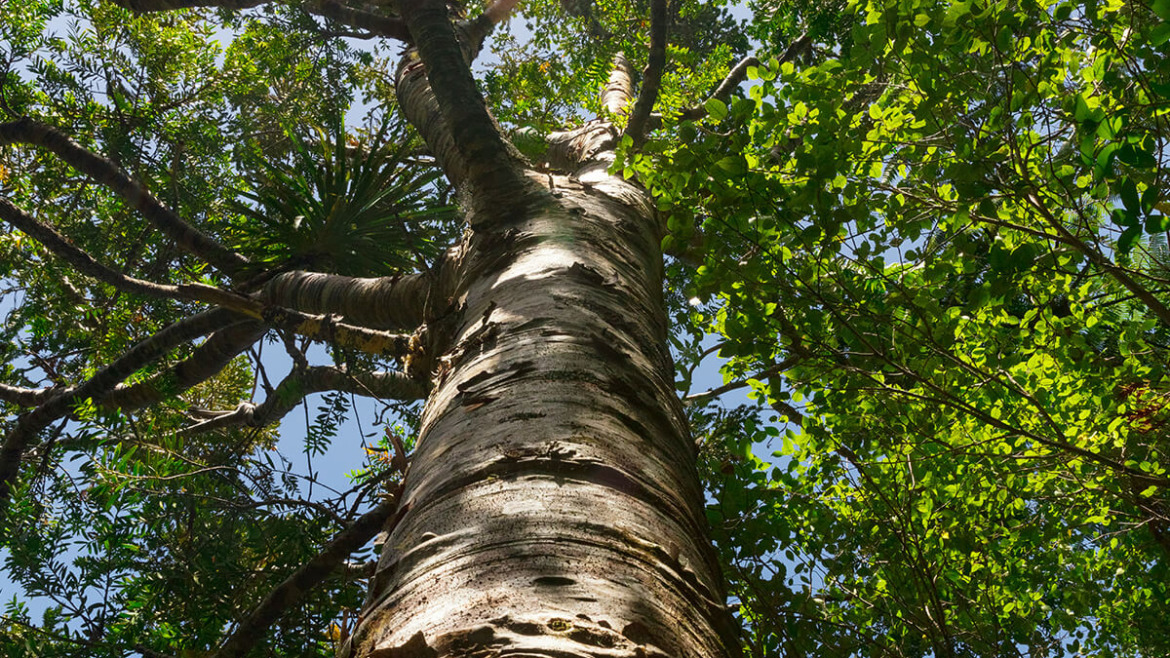The Unsung Benefits of Shade Trees: A Guide to Their Environmental Impact