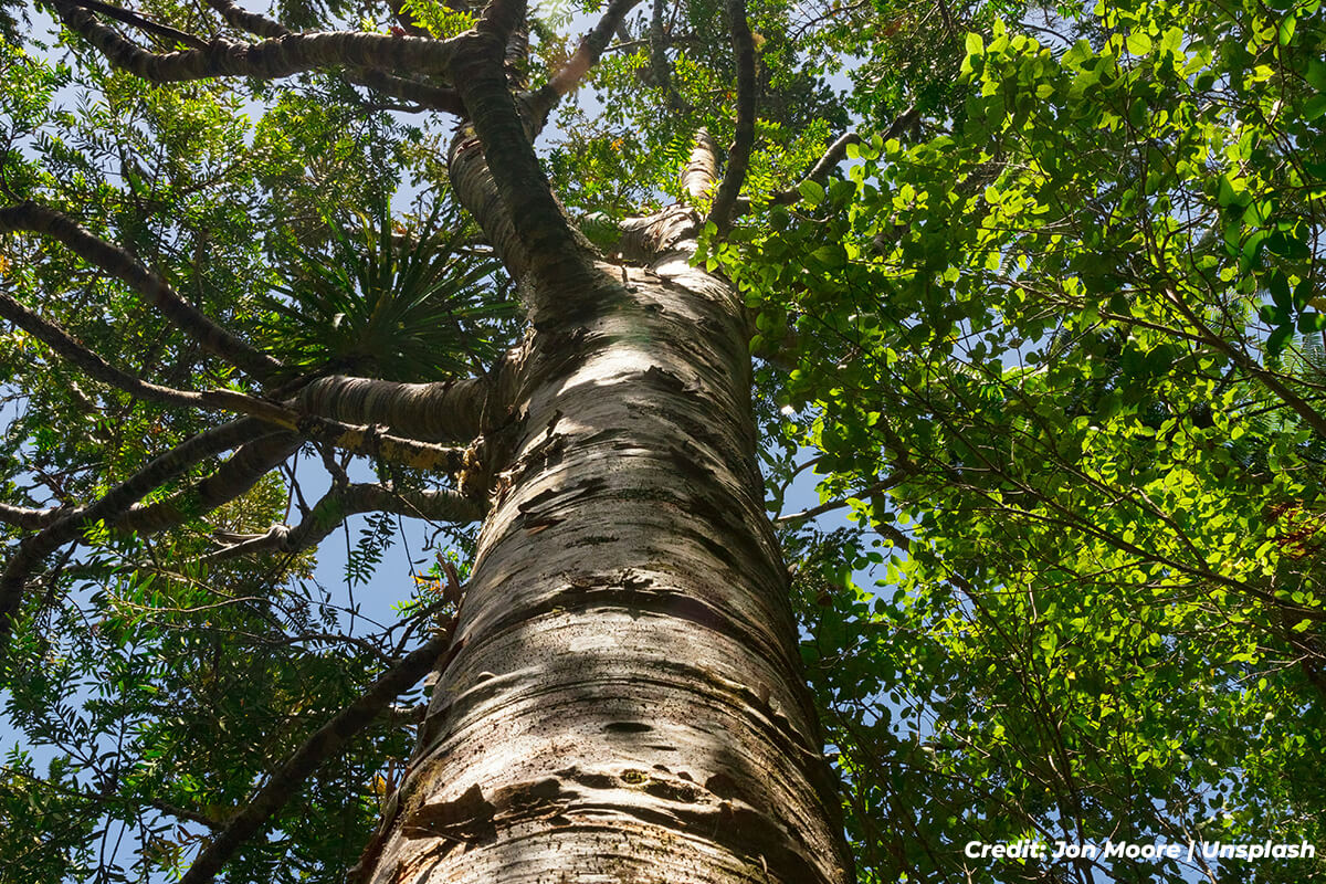 The Unsung Benefits of Shade Trees: A Guide to Their Environmental Impact