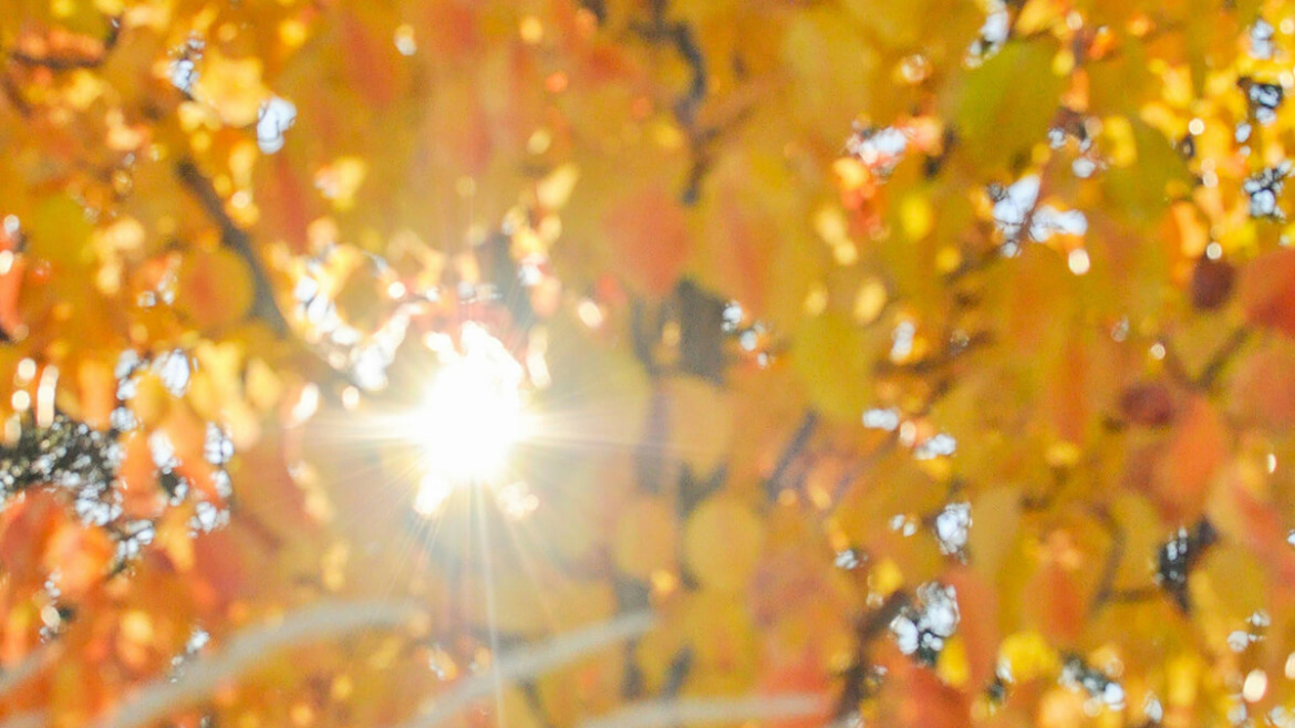 Winter is Coming: Essential Fall Care Tips