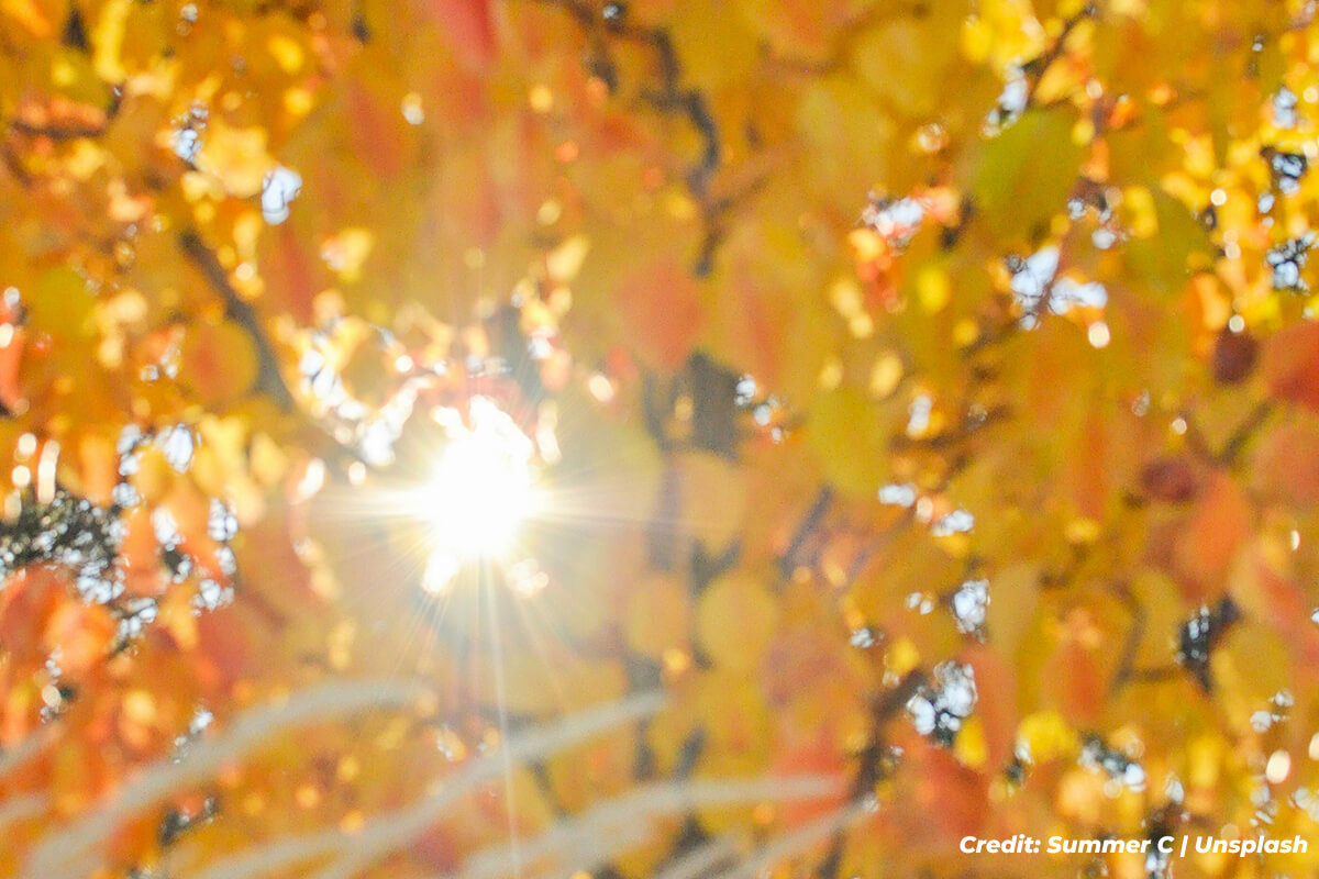 Winter is Coming: Essential Fall Care Tips