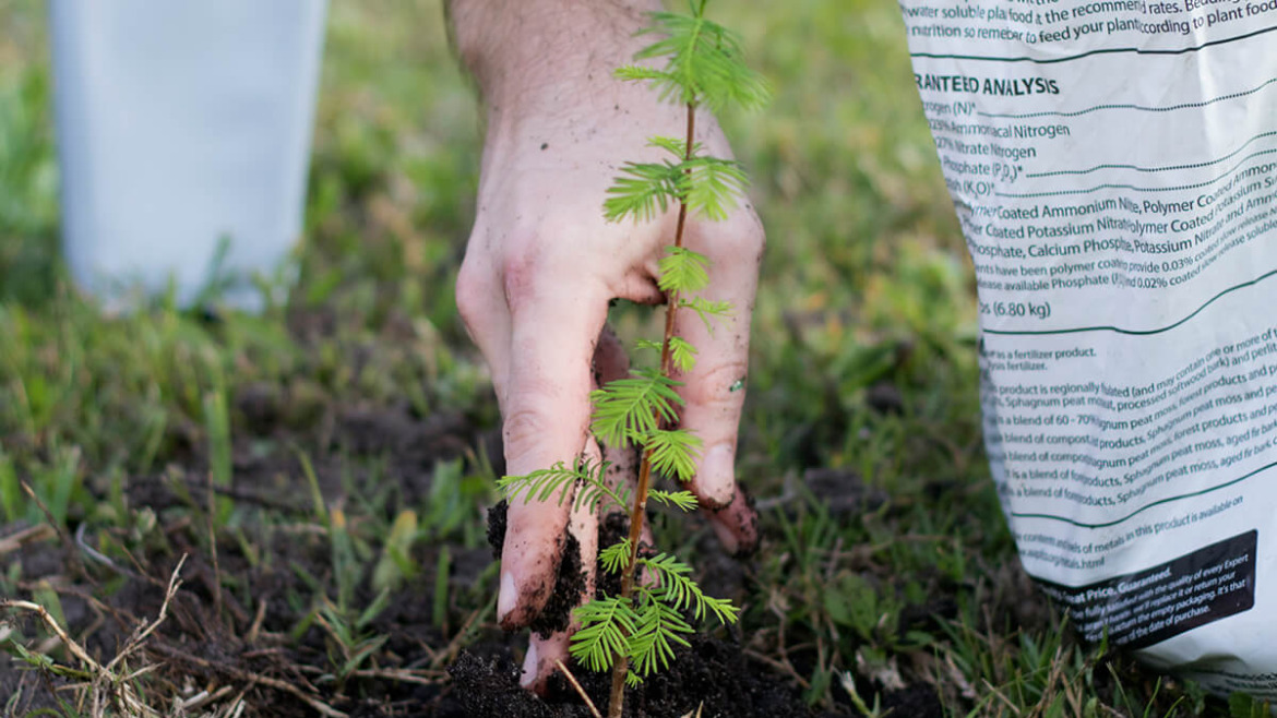 The Wrong Way to Plant: Common Mistakes That Cause New Tree Failure
